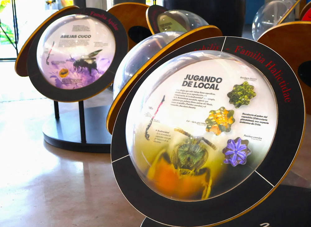 Abejas Silvestres de Chile y su flora